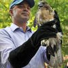 Rescued Red-Tailed Hawk Heads Back To Nature